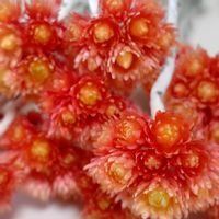 ヘリクリサム,ヘリクリサム エンバーグロウ,ドライフラワー,ドライフラワーアレンジの画像