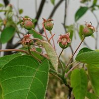 ジューンベリーの画像