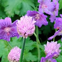 チャイブ,日向,宿根・多年草,小さな庭の画像