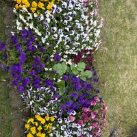 パンジー,ガーデニング,種から,種まき,楽しみ〜の画像