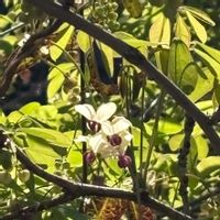 アケビ,山野草,春のお花の画像