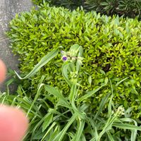 リュウノヒゲの画像