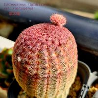 サボテン,プレクトランサス,福娘,雪晃,紫太陽の画像