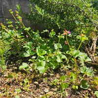 タイム,ローズマリー,ワイルドストロベリー,ベビーリーフ,チャービルの画像