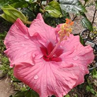 ハイビスカス,庭の画像
