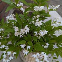 ヒメウツギ,ヒメウツギ,ヒメウツギ,エントランスの画像