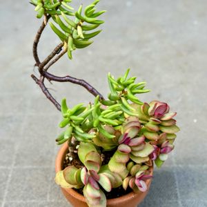 テトラゴナ,アロエ・アレニコラ,多肉植物,紅葉する多肉,セダム属の画像