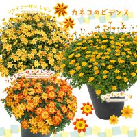 ビデンス,ビデンス シャインボール,ビデンス シャイニーサン,カネコ種苗,家庭菜園の画像