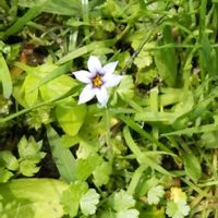 ニワゼキショウ,お出かけ先の画像