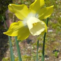 クリスマスローズ,ユキヤナギ,カタクリの群生,スイセンピピット,山野草の画像