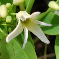 ムベ,GSに感謝。,植物観察,植物散策,茨城県自然博物館の野外の画像