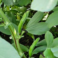 ソラマメの画像