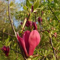 モクレン,シモクレン(紫木蓮),シモクレン(紫木蓮),木蓮,鳥さんからの贈り物の画像