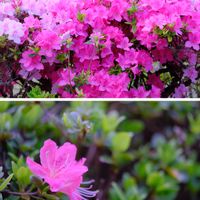 サツキ,広い庭の画像