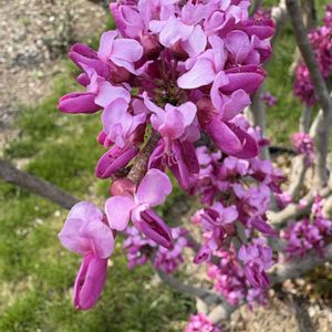 ハナズオウ,ハナズオウ,ハナズオウ,ハナズオウ,切り花の画像