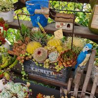 多肉植物,多肉寄せ植え,サボテンの寄せ植え,植物のある暮らし,多肉植物のある暮らしの画像