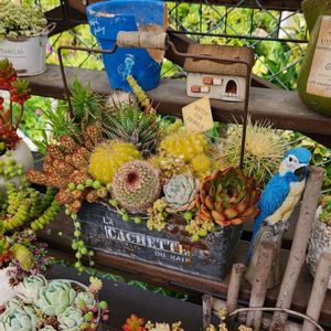 多肉植物,多肉寄せ植え,サボテンの寄せ植え,植物のある暮らし,多肉植物のある暮らしの画像