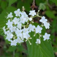 ガマズミの画像