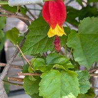 アブチロンの画像