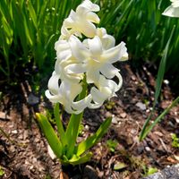 ヒヤシンスの画像