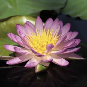 睡蓮,熱帯スイレン,亜属間交配種ラベンダースター,温室,掛川花鳥園の画像