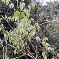 フジ,八重桜,アスパラガス,アスパラガス,ジエビネの画像