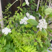 ガマズミの画像