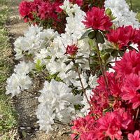 ツツジ,ツツジ,素敵な出会いに感謝,ツツジ科ツツジ属,半落葉低木の画像