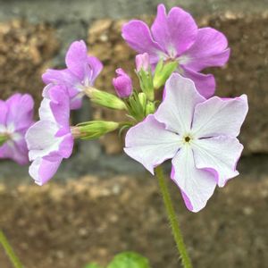 日本サクラソウ,日本サクラソウ　桜川,Primla sieboldii,山野草,古典園芸植物の画像