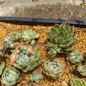 多肉植物,エケベリア属,花芽,養生トレーの画像
