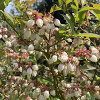 ヒメリンゴ,ブルーベリー,ブルーベリー,実家の庭,小花会の画像