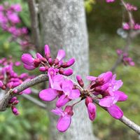 ハナズオウ,近所のお寺,今日のお花,好き好き大す木♡の画像