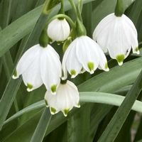 スノーフレーク,ヒナソウ（白）,ヒナソウ・青・白,ヒナソウ混合,鉢植えの画像