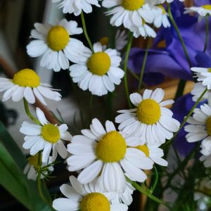 カモミ－ル,和室の画像