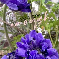 八重咲き　アネモネ,PW スーパーアリッサム　アイシクルナイト,多肉植物,観葉植物,ガーデニングの画像