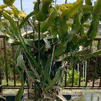 サボテン,ドラゴンフルーツ,メダカ,小さな庭の画像