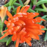 マツバギク,多肉植物,多年草,花のある暮らし,緑のある暮らしの画像