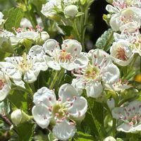 サンザシ,お名前教えてください。,白い花,実家の庭,実家の花の画像