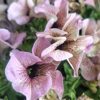 アルメリア,クレマチス,エリゲロン,キツネアザミ,ロイヤルミルクティーの画像