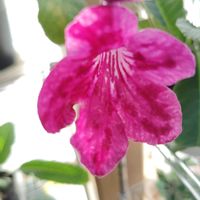 ストレプトカーパス,ストレプトカーパス種まきっ子,花のある暮らし,不思議な花,北海道からの画像