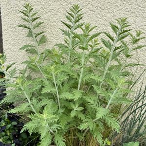 ロシアンセージ,オレガノケントビューティーの画像