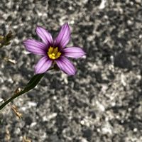 ニワゼキショウ,ど根性,散歩にて,いいねをありがとうございます¨̮♡︎,GSのみなさんに感謝♡︎ʾʾの画像