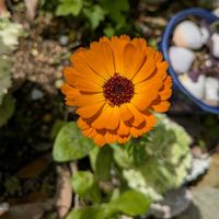 キンセンカ,アイビー（ヘデラ）,ヤエヤマブキ,コキア(ホウキグサ),秋明菊(しゅうめいぎく)の画像