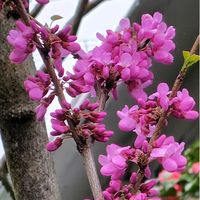 ハナズオウ,ハナズオウの蕾,花蘇芳(ハナズオウ),綺麗な色♡,落葉低木の画像