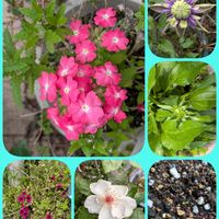 エキナセア,宿根バーベナ,カリブラコア　ドラキュラ,クレマチス・大河,ピンクサクリーナ♡の画像