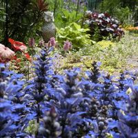 アジュカ,ガーデニング,ナチュラルガーデン,咲いた！,マイガーデンの画像