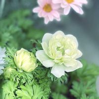 アネモネ,ガーデニング,花のある暮らし,花とみどり,庭の画像