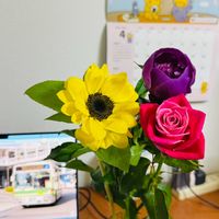 シャクヤク,バラ,ヒマワリの画像