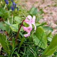 ツルバキア,庭の画像