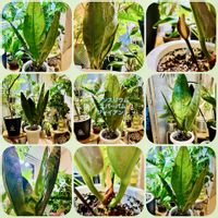 アンスリウム,森林浴,熱帯植物,癒しの空間,おうちジャングルの画像